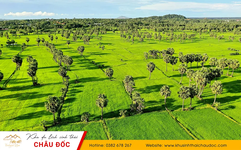Cánh đồng thốt nốt