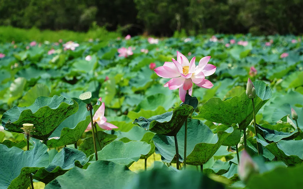 Khu vực hồ sen