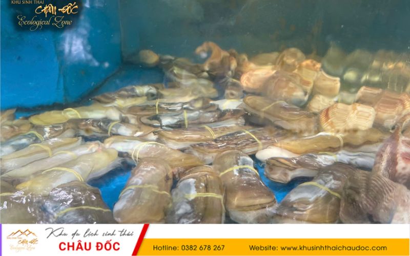 Ốc tươi tại Khu sinh thái Châu Đốc