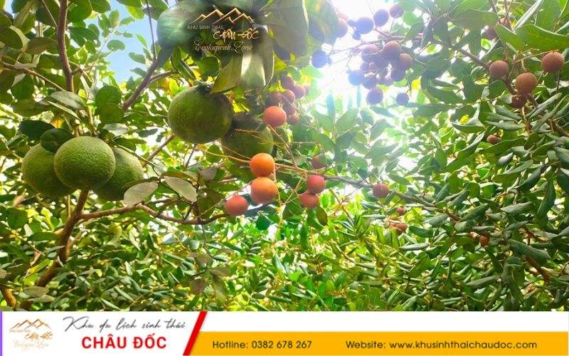 Vườn trái cây tại Khu sinh thái Châu Đốc