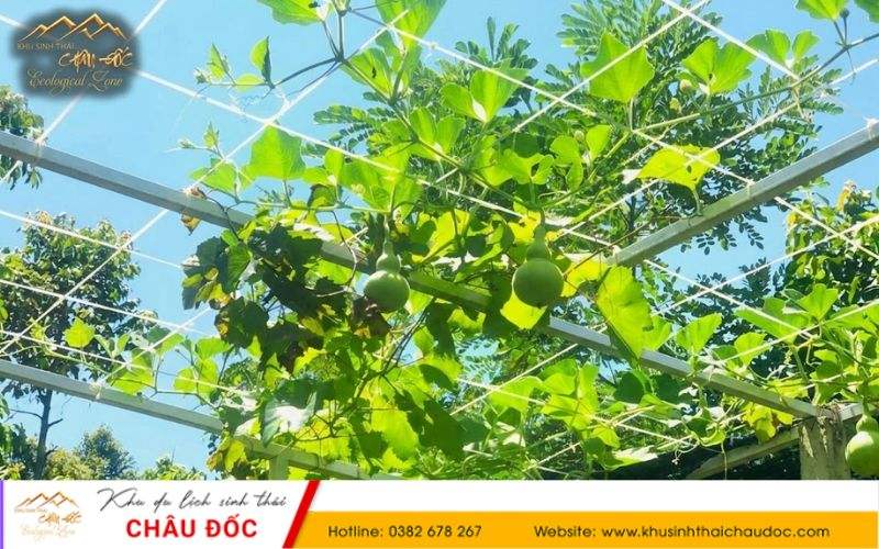 Không gian vườn trái cây tại Khu sinh thái Châu Đốc
