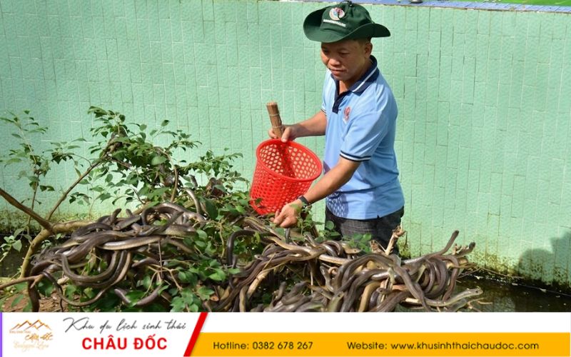 Chăm rắn ở Đồng Tâm