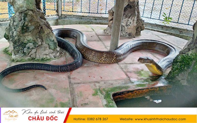 Rắn ở trại rắn Đồng Tâm
