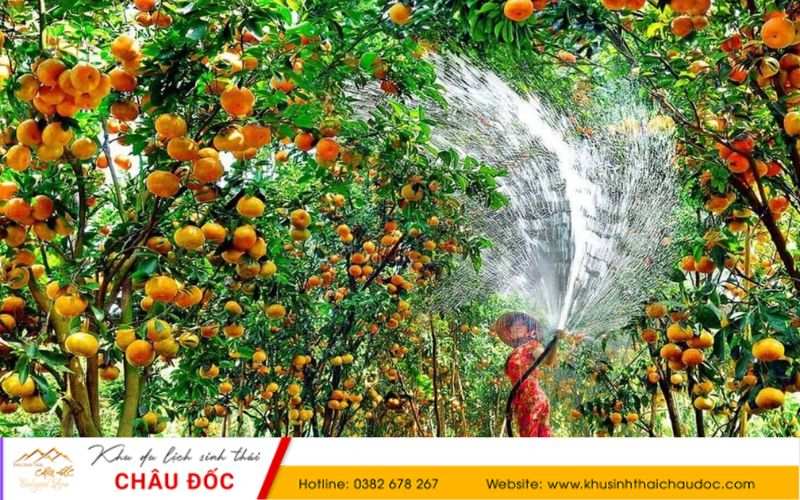 Vườn trái cây Ba Cống - Cần Thơ
