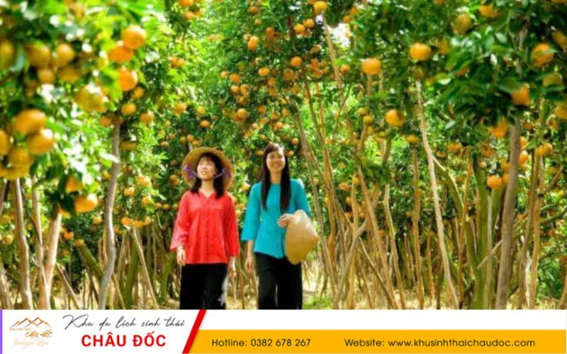 Cù Lao An Bình - Du lịch miệt vườn Vĩnh Long