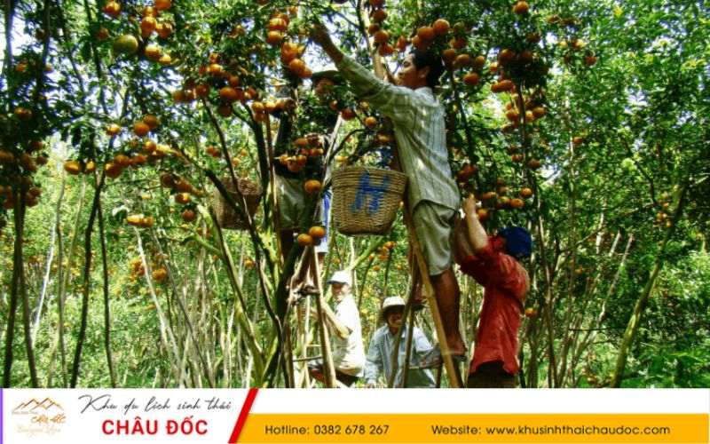 Du lịch miệt vườn Bến Tre - Cái Mơn