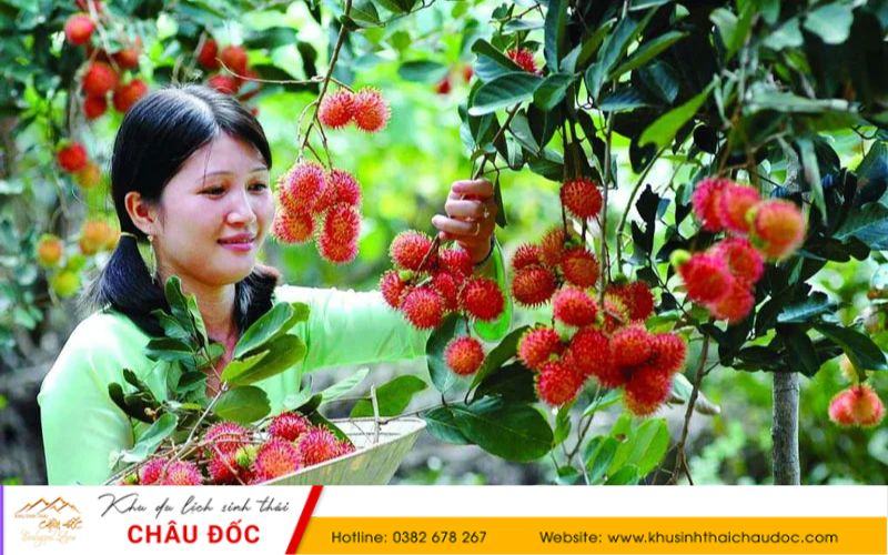 Hái trái cây tại các khu du lịch miệt vườn