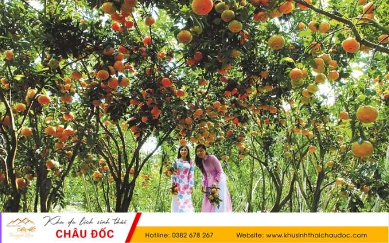 Vườn trái cây nét đặc trương của du lịch miệt vườn