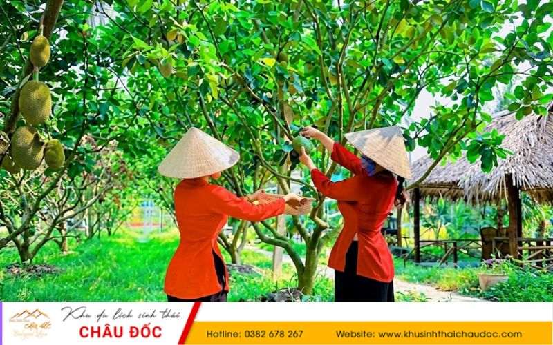Không gian vườn trái cây tại Khu sinh thái Châu Đốc