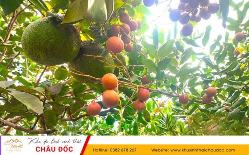 Vườn trái cây tại Khu sinh thái Châu Đốc