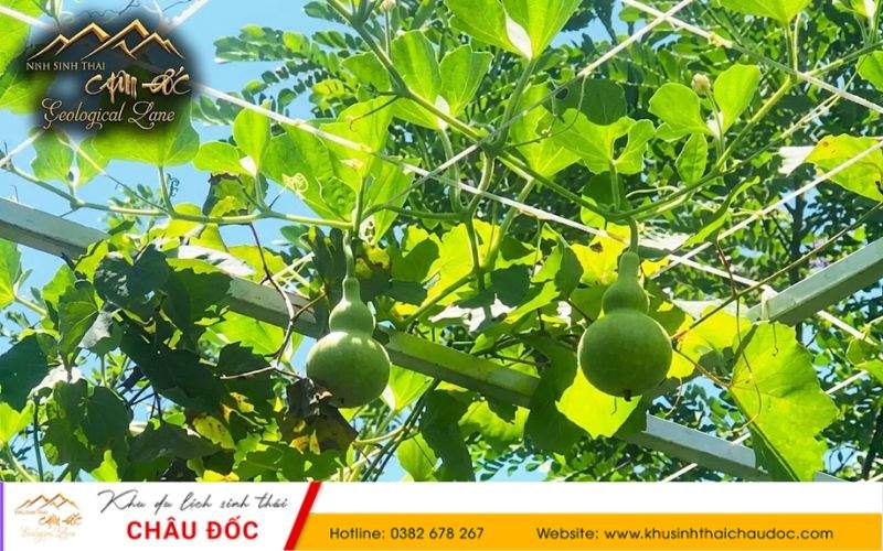 Vườn bầu tại Khu sinh thái Châu Đốc