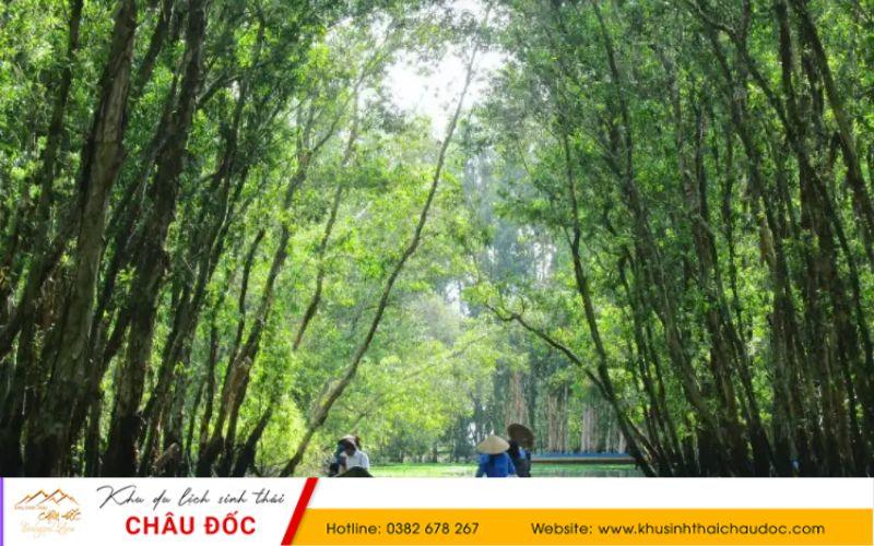 Rừng trà Trà Sư