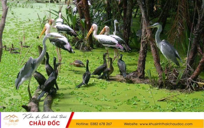 Cảnh qua thiên nhiên mùa nước nổi