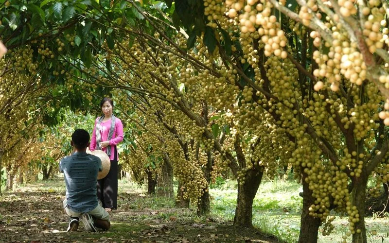 Khu vườn rộng lớn trĩu quả biến mùa hè thành thời điểm lý tưởng để du lịch miệt vườn