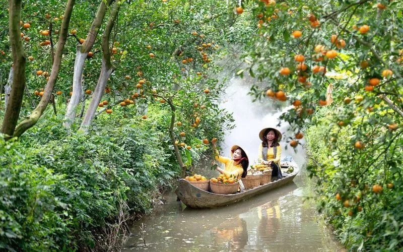 Du khách tham quan tại miệt vườn Phong Điền trù phú